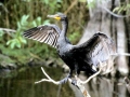 Cormorant