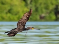 Cormorant