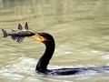 Cormorant