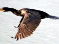 Cormorant