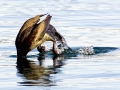 Cormorant