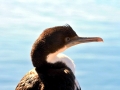 Cormorant