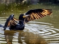 Cormorant