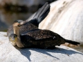 Cormorant