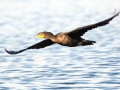 Cormorant