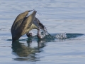 Cormorant