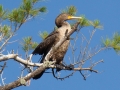 Cormorant
