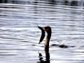 Cormorant