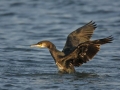 Cormorant