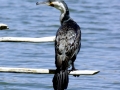 Cormorant