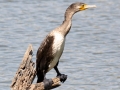 Cormorant