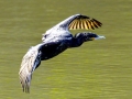 Cormorant