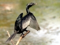 Cormorant