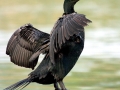 Cormorant