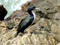 Cormorant