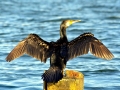Cormorant