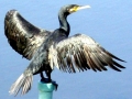 Cormorant