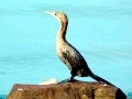 Cormorant