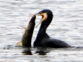 Cormorant