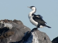 Cormorant