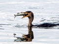 Cormorant