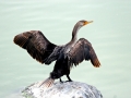 Cormorant
