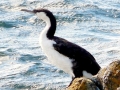Cormorant