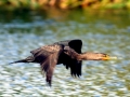 Cormorant