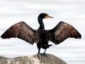 Cormorant