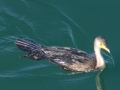 Cormorant