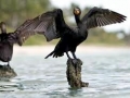 Cormorant