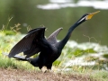 Cormorant