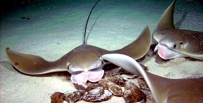 Cownose Ray