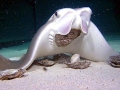 Cownose Ray