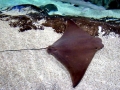 Cownose Ray