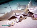 Cownose Ray