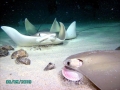 Cownose Ray