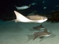 Cownose Ray
