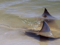 Cownose Ray