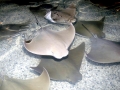 Cownose Ray