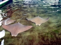 Cownose Ray