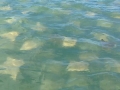 Cownose Ray
