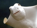Cownose Ray
