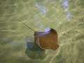 Cownose Ray