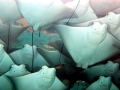 Cownose Ray