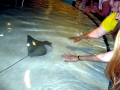 Cownose Ray
