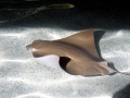 Cownose Ray