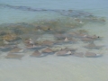 Cownose Ray