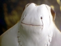 Cownose Ray