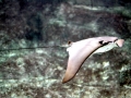 Cownose Ray